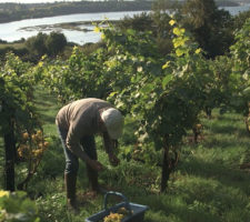 La viticulture en Bretagne