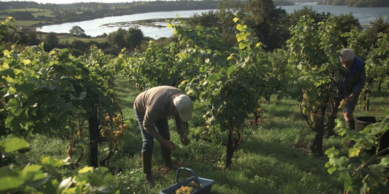 La Bretagne, une terre de viticulture